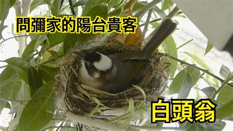 鳥在陽台築巢怎麼辦|[問題] 認真問，陽台很常有鳥來築巢